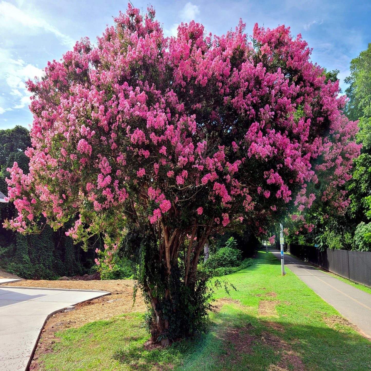 Crape myrtle tree with pink flowers in landscaping beside walkway.