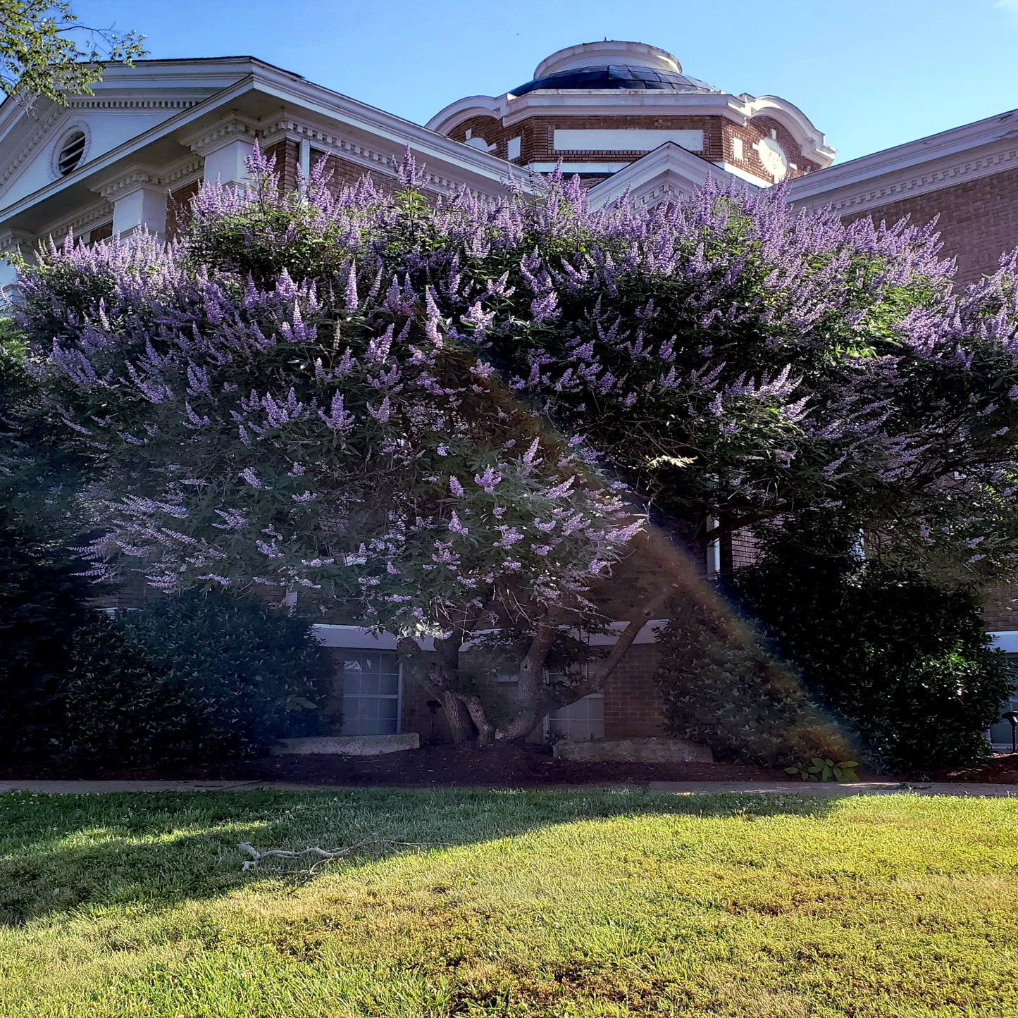 Large Chaste tree with purple flowers in front of building landscape.