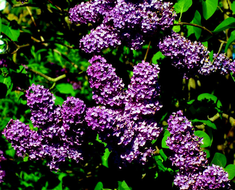 Close-up of purple lilac flowers with green leaves
