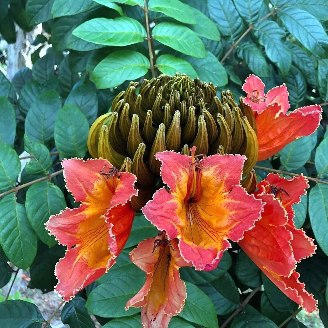 Close-up of a large, vibrant African Tulip tree flower with green center and pinkish-red petals against a background of green leaves.