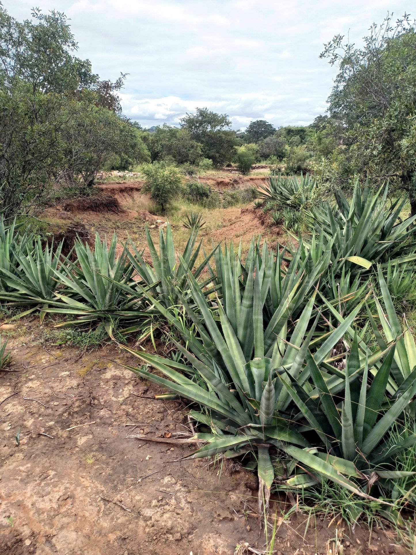 Sisal Agave plants growing in a natural landscape with trees and sky.