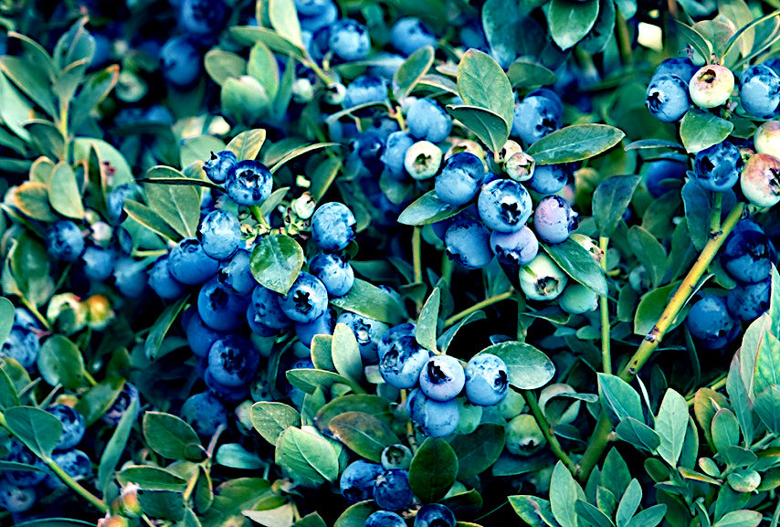Close-up of blueberries with green leaves