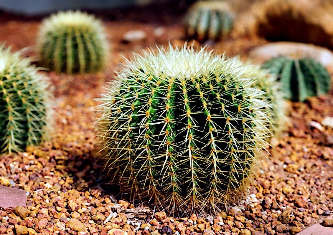 Close-up of a Golden Barrel cactus plant with spiky green leaves on a rocky surface.
