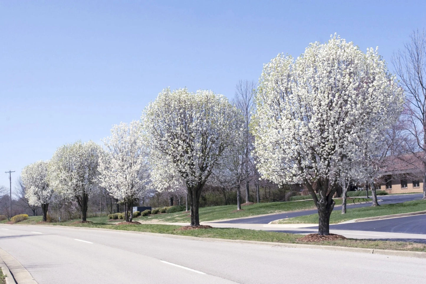 Line of Bradford Pear trees with white blossoms on a clear day