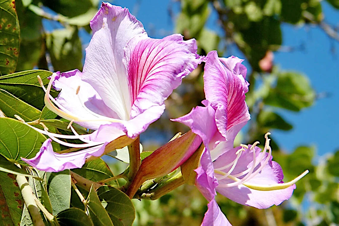 Pink and white Orchid tree flower with green leaves against a blue sky. (Bauhinia monandra)