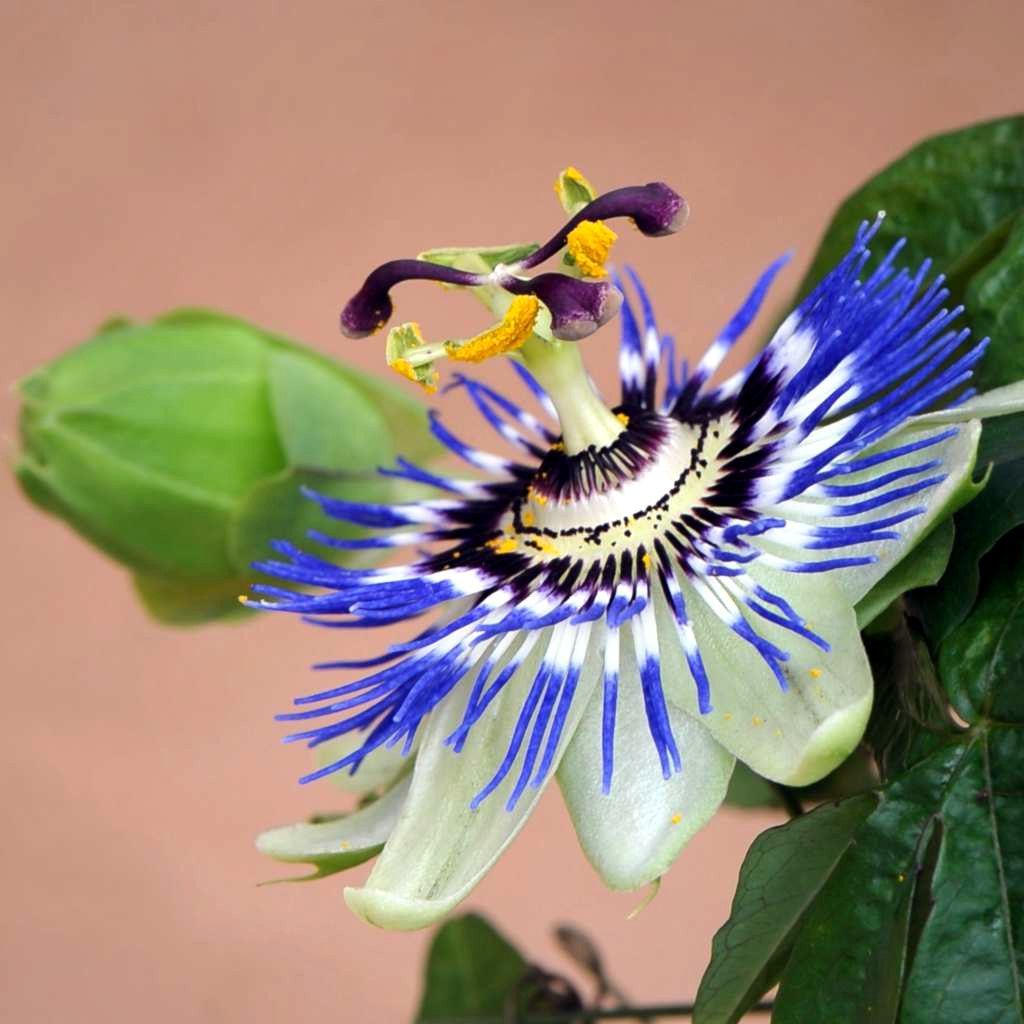 Close up side view of blue passionflower.