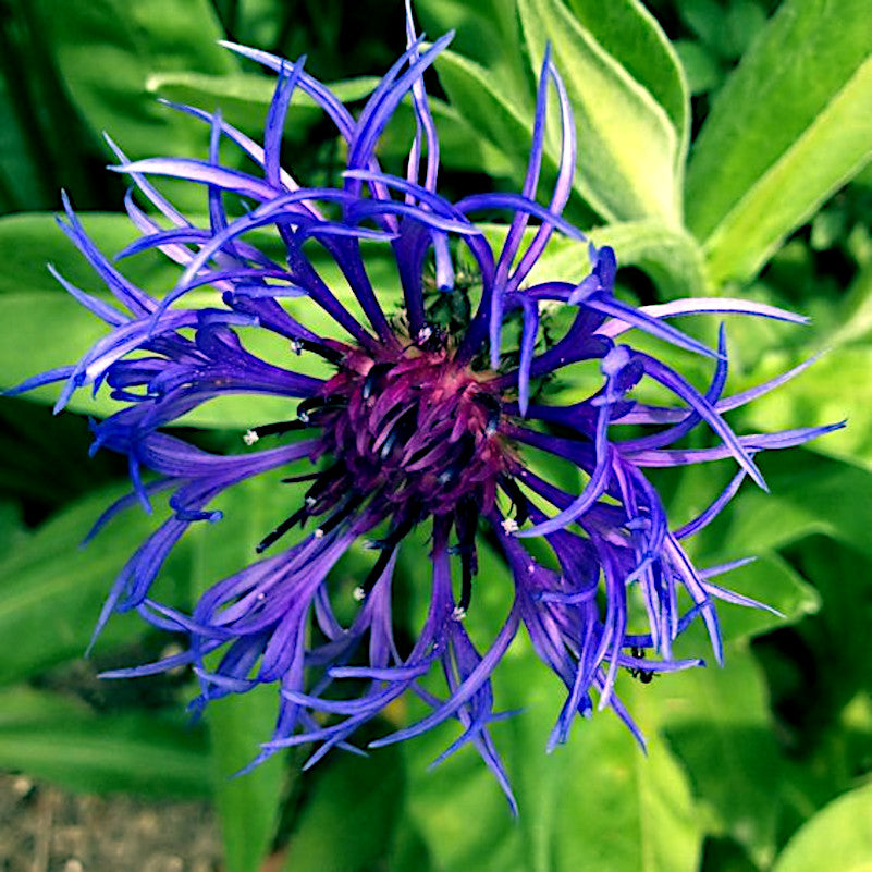 Close-up of a Mountain Blue Cornflower with green leaves in the background