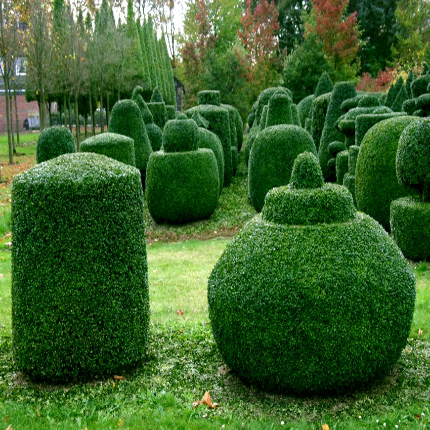 Arrangement of neatly trimmed green Common English Boxwood shrubs in a garden setting