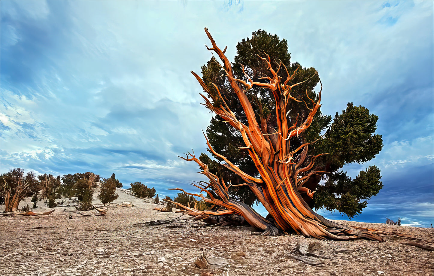 Old growth Bristlecone pine tree with orange-brown trunk against a blue sky with clouds