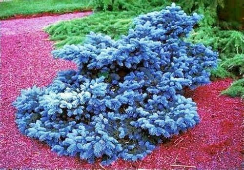Colorado Blue Spruce tree in red mulch landscape. (Picea pungens ‘Glauca’)