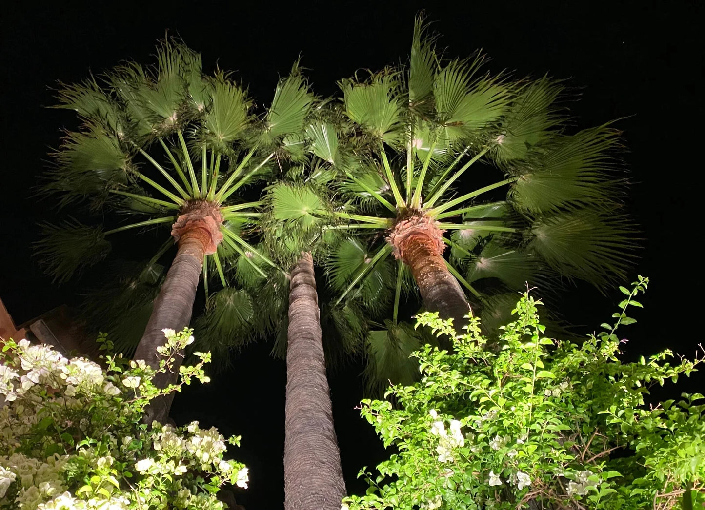 Two California fan palm trees with a dark background
