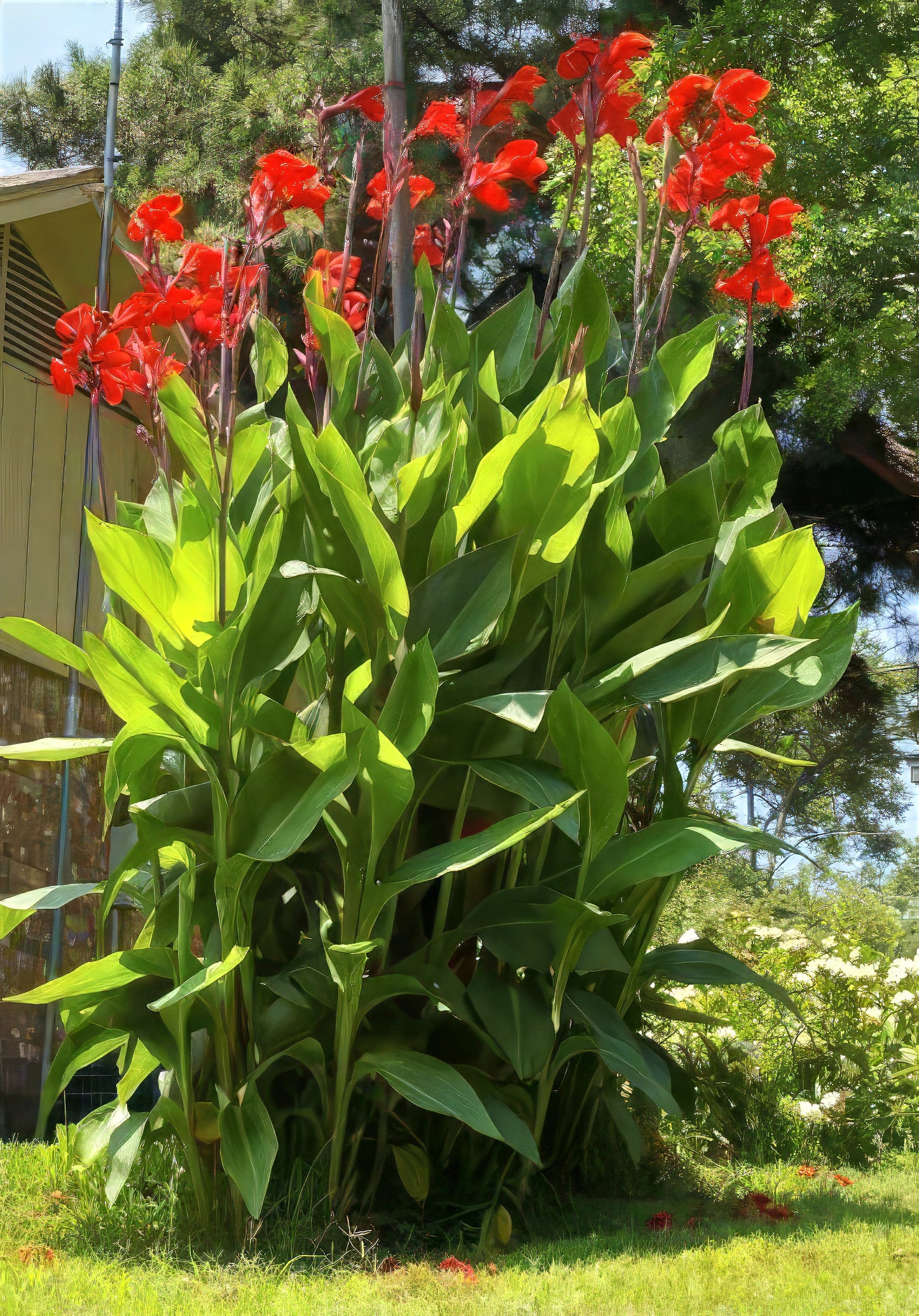 Red canna lily flowers with green leaves in a garden setting