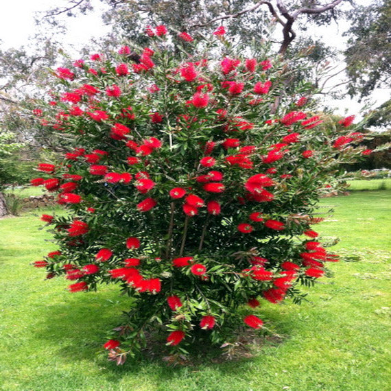 Crimson Bottlebrush Tree with red flowers in a garden setting