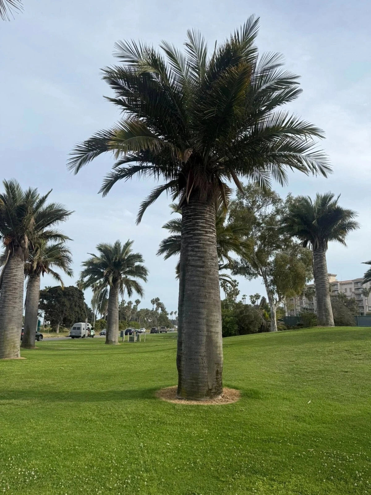 Chilean wine Palm trees on a grassy area with a clear sky