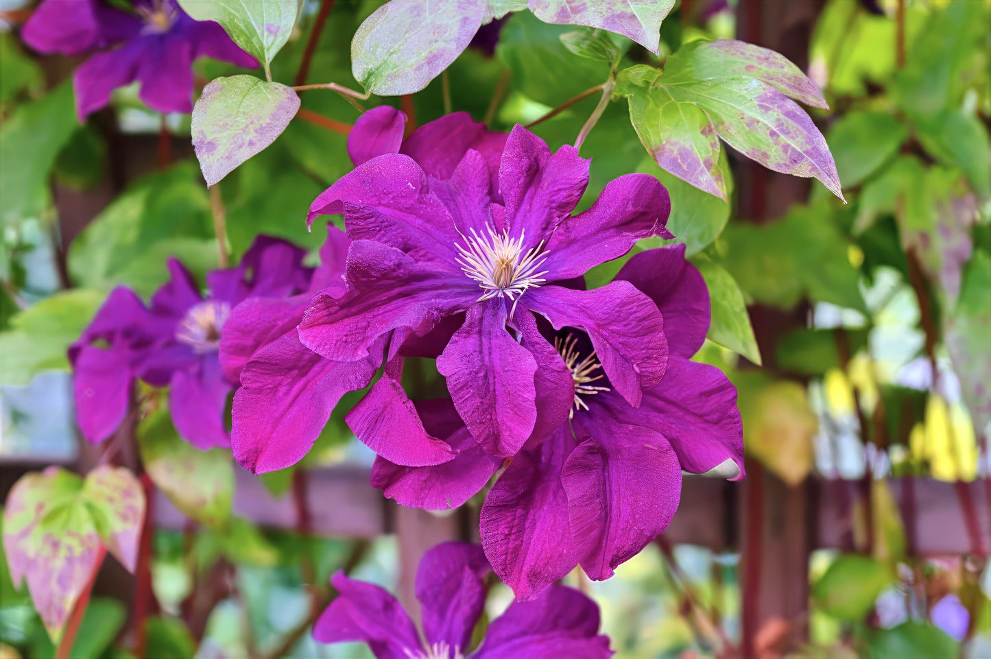 Close-up of a vibrant purple clematis flower with green leaves in the background