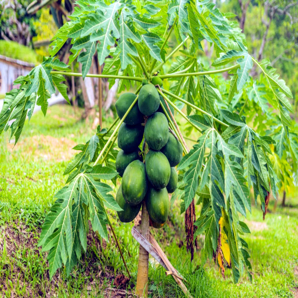 Green papayas hanging from a tree in a garden setting