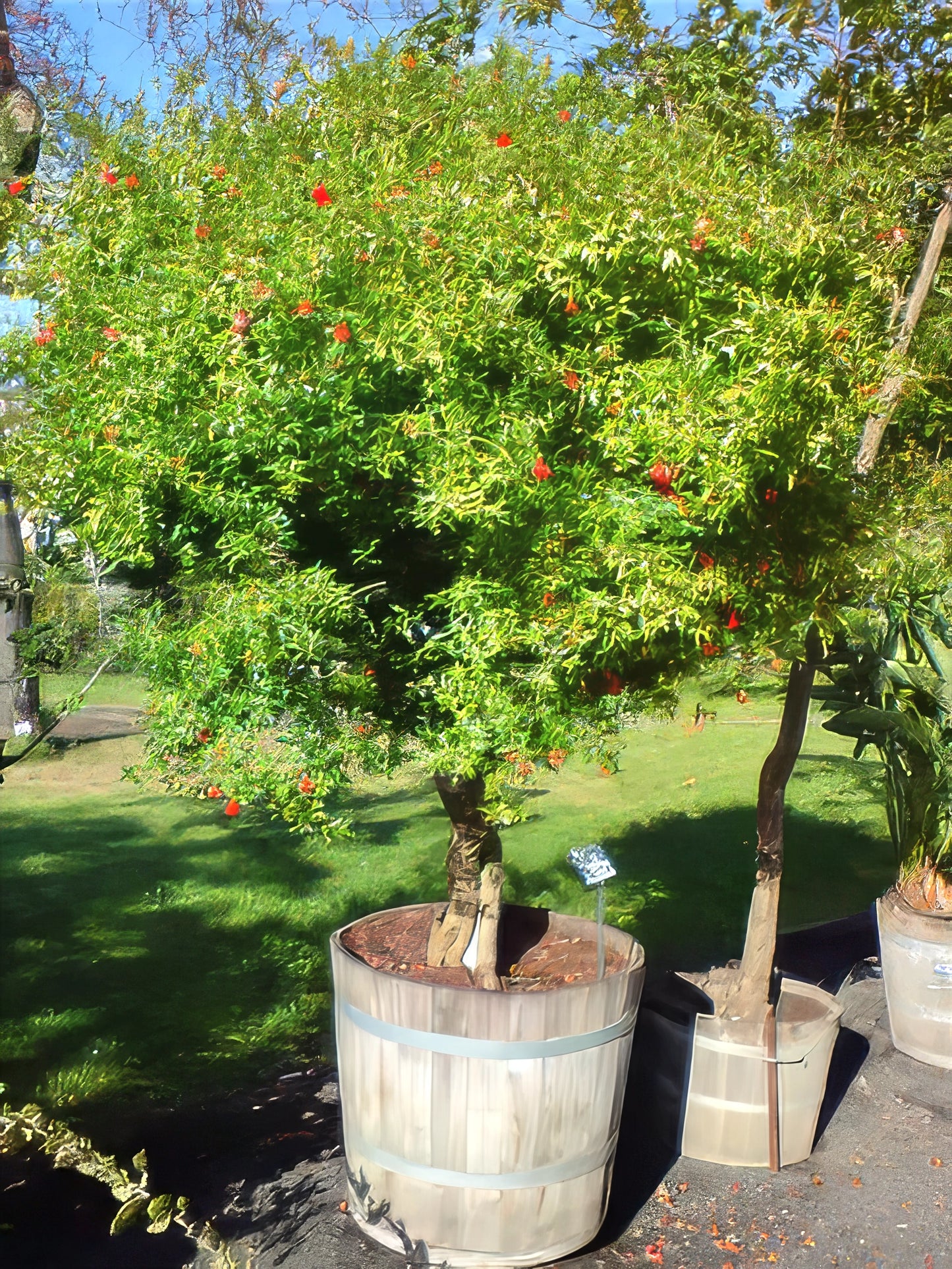 Potted dwarf pomegranate trees with green foliage and red fruits in a garden setting