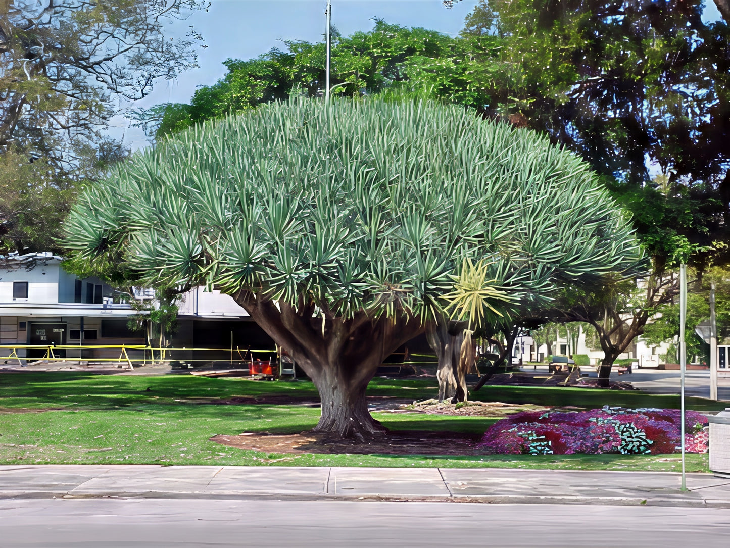 Large dragons blood tree in a park with a building and street in the background