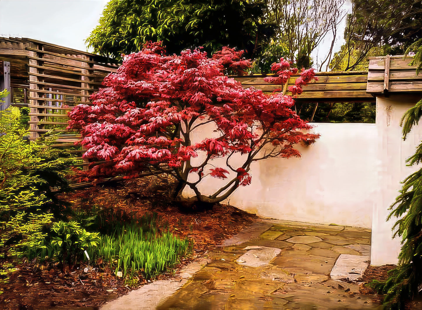 Dwarf Japanese Red Linear Leaf Maple tree in a garden setting with a white wall and wooden fence.