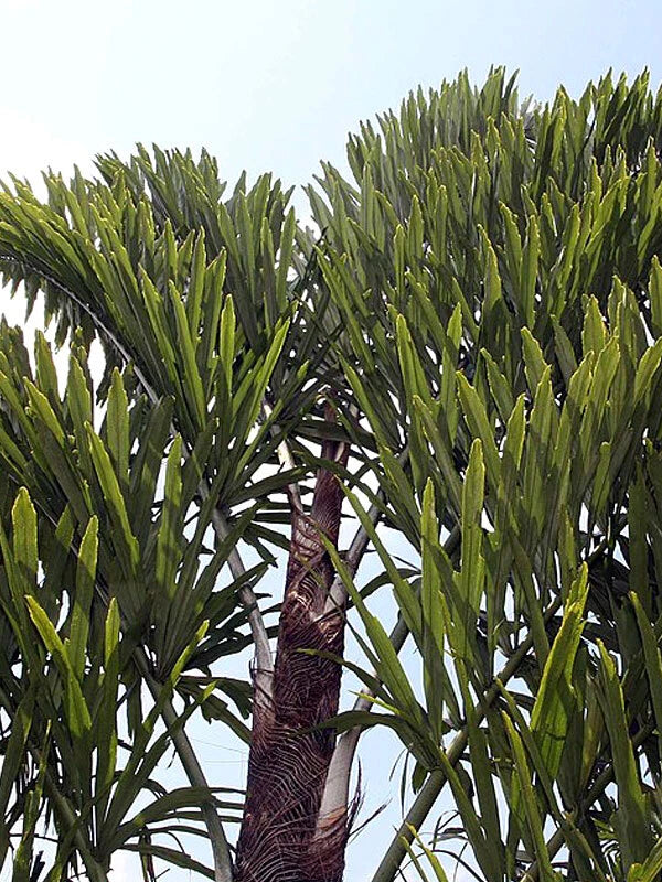 Close-up of a Fishtail palm tree with a clear blue sky background