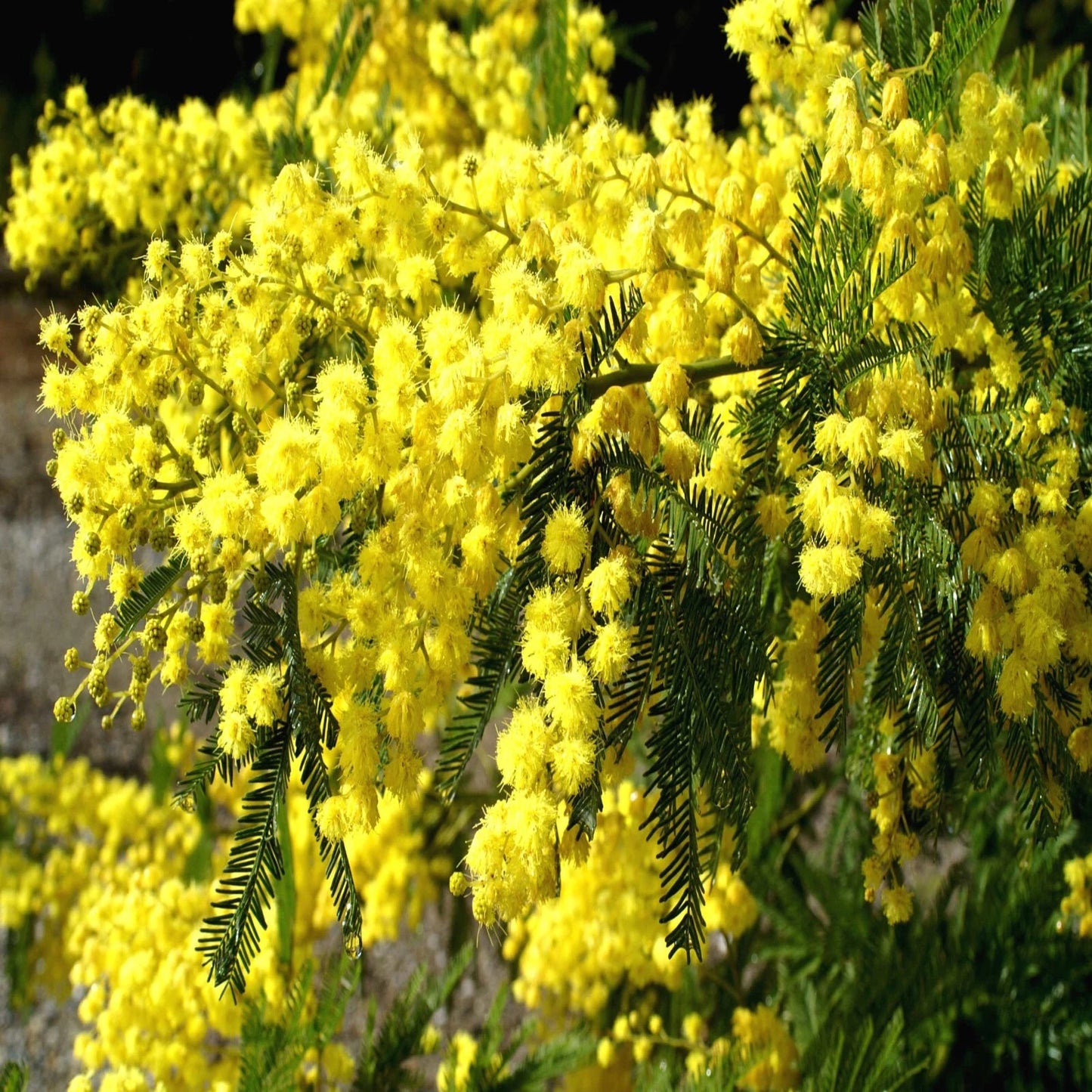 Close-up of Formosan Koa yellow flower blooms with green leaves