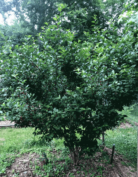 Large green goumi berry bush in a garden setting with trees in the background