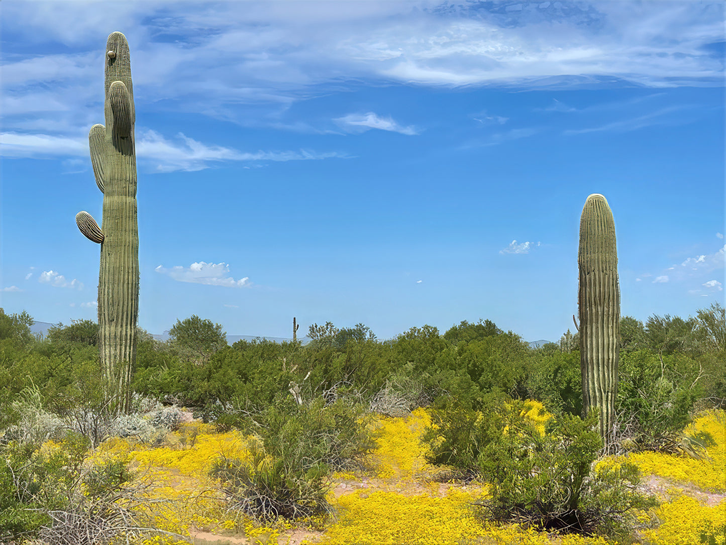 Desert landscape with Saguaro giant cacti and yellow flowers under a blue sky.