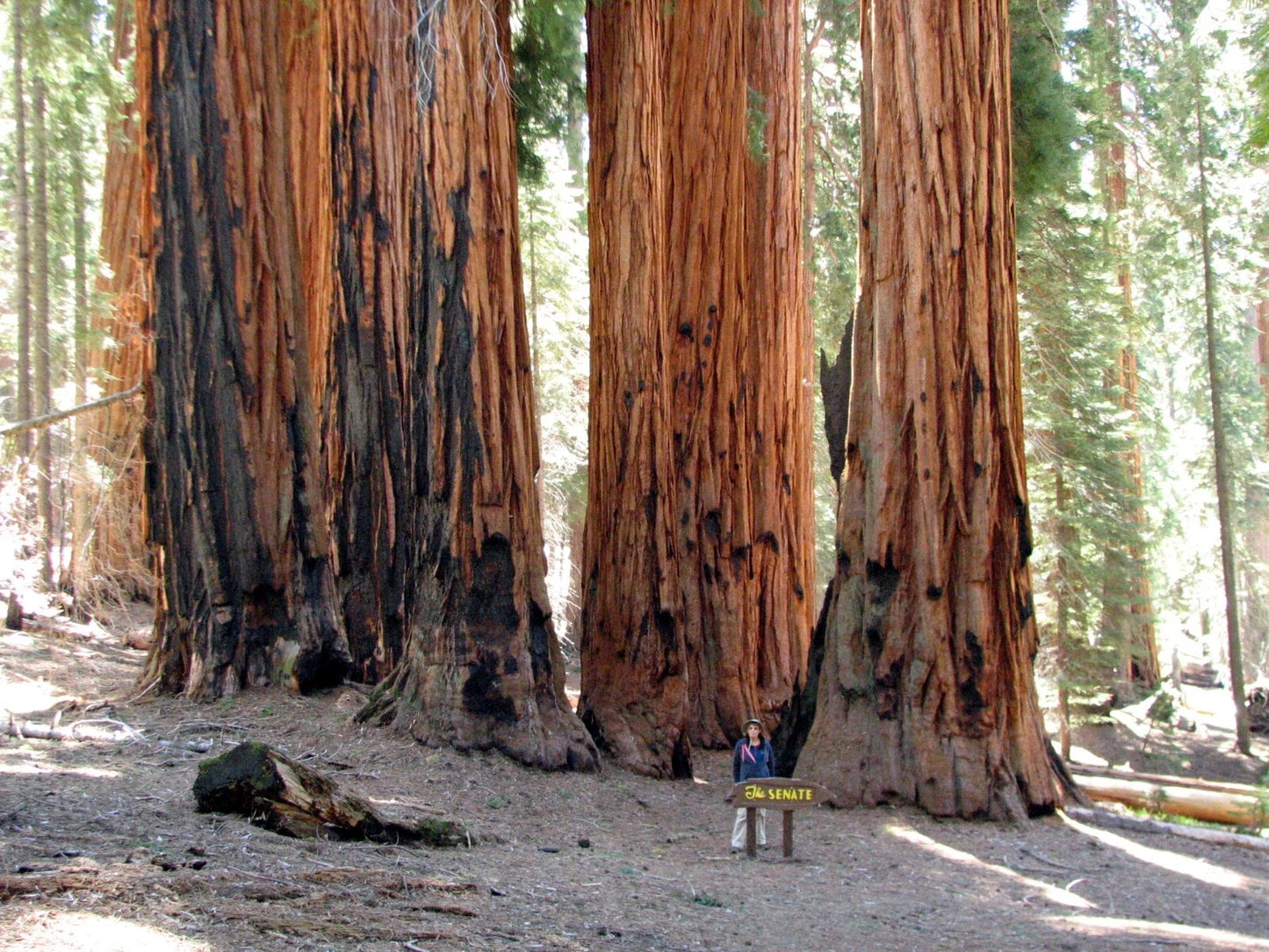 Large Giant sequoia redwood trees with a person standing in front of a sign in a forest setting