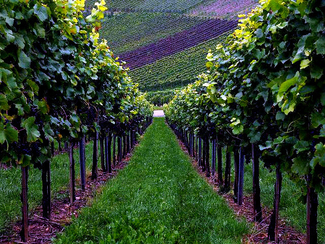 Large wine grape orchard with rows of grape vines