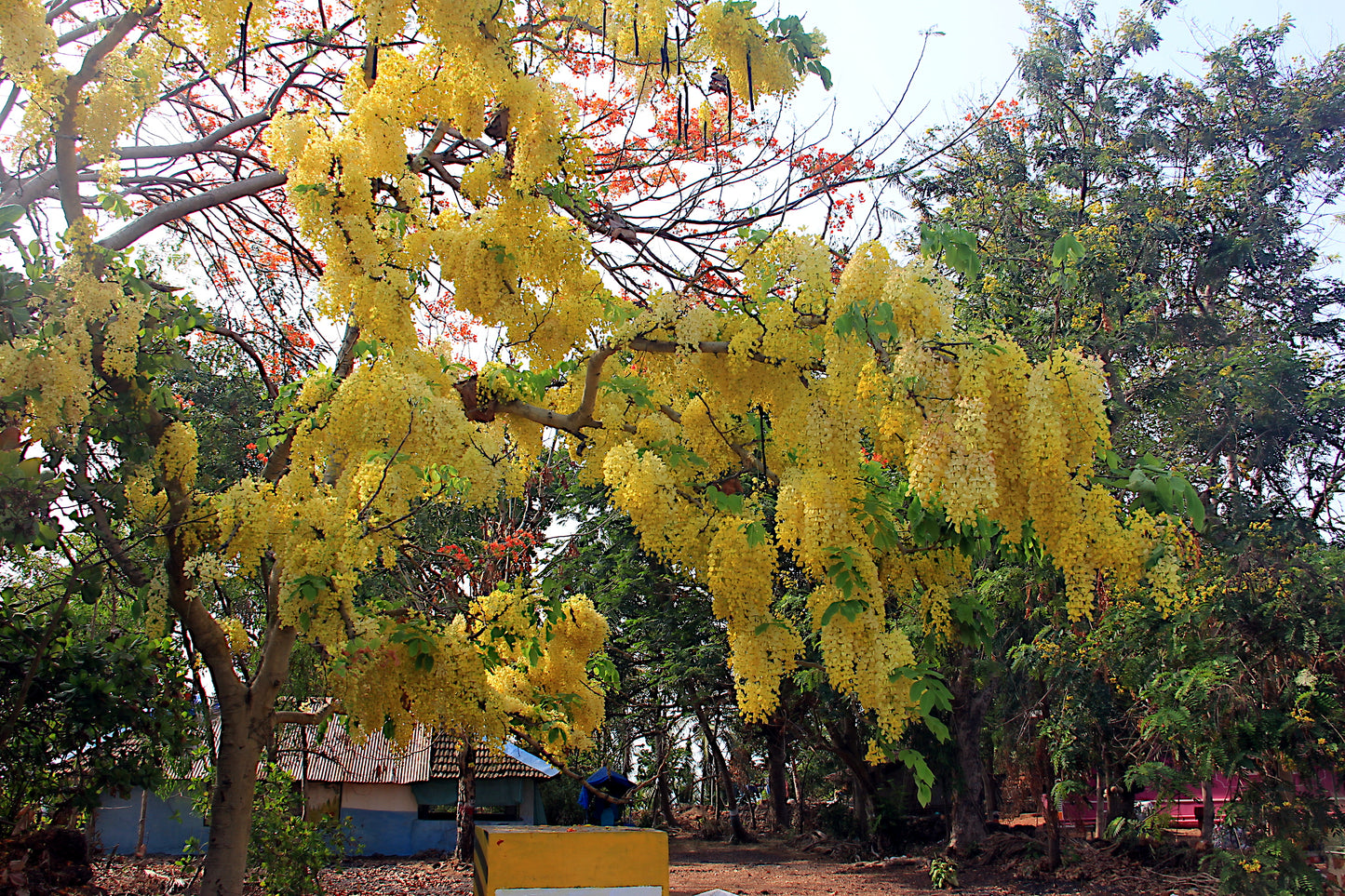 Golden Shower Tree with yellow flowers in a park setting
