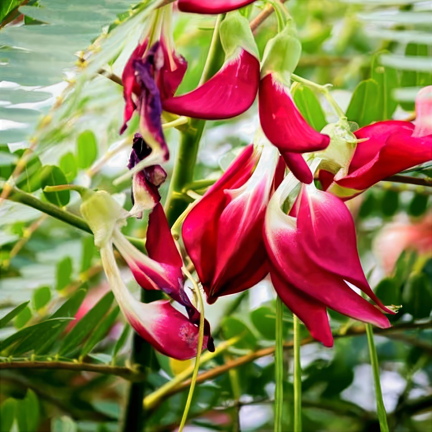 Close-up of vibrant red Agati flowers with green leaves in the background. Hummingbird tree, (Sesbania grandiflora)