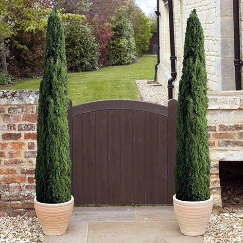 Container plant Italian Cypress trees on each side of gate between brick walls.