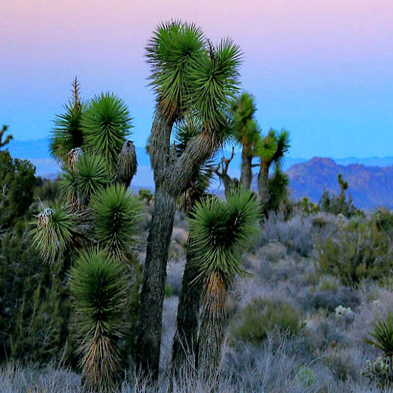 Joshua trees with desert mountain background. (Yucca brevifolia)