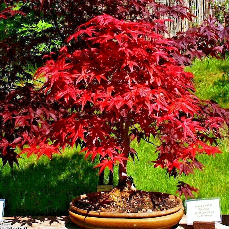 Japanese red maple bonsai tree with vibrant red leaves in a pot on grass