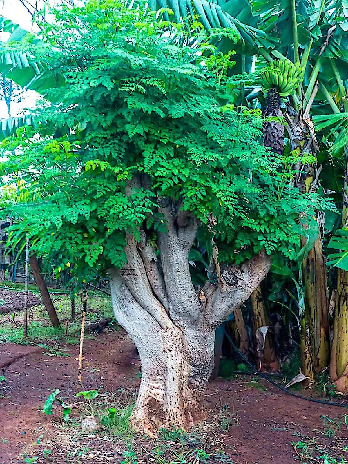 Large Moringa Oleifera tree with thick trunk and green leaves in a natural setting