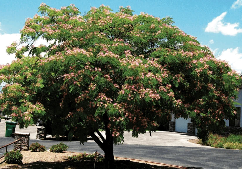 Large Mimosa tree with pink flowers in a residential area