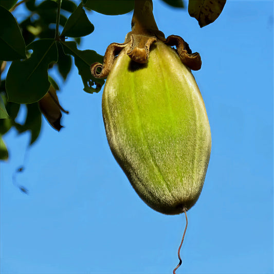 Monkey Bread Fruit hanging from Baobab tree with blue sky background.