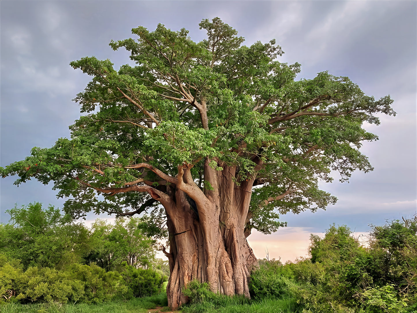Large Baobab tree with green leaves with cloudy sky background.