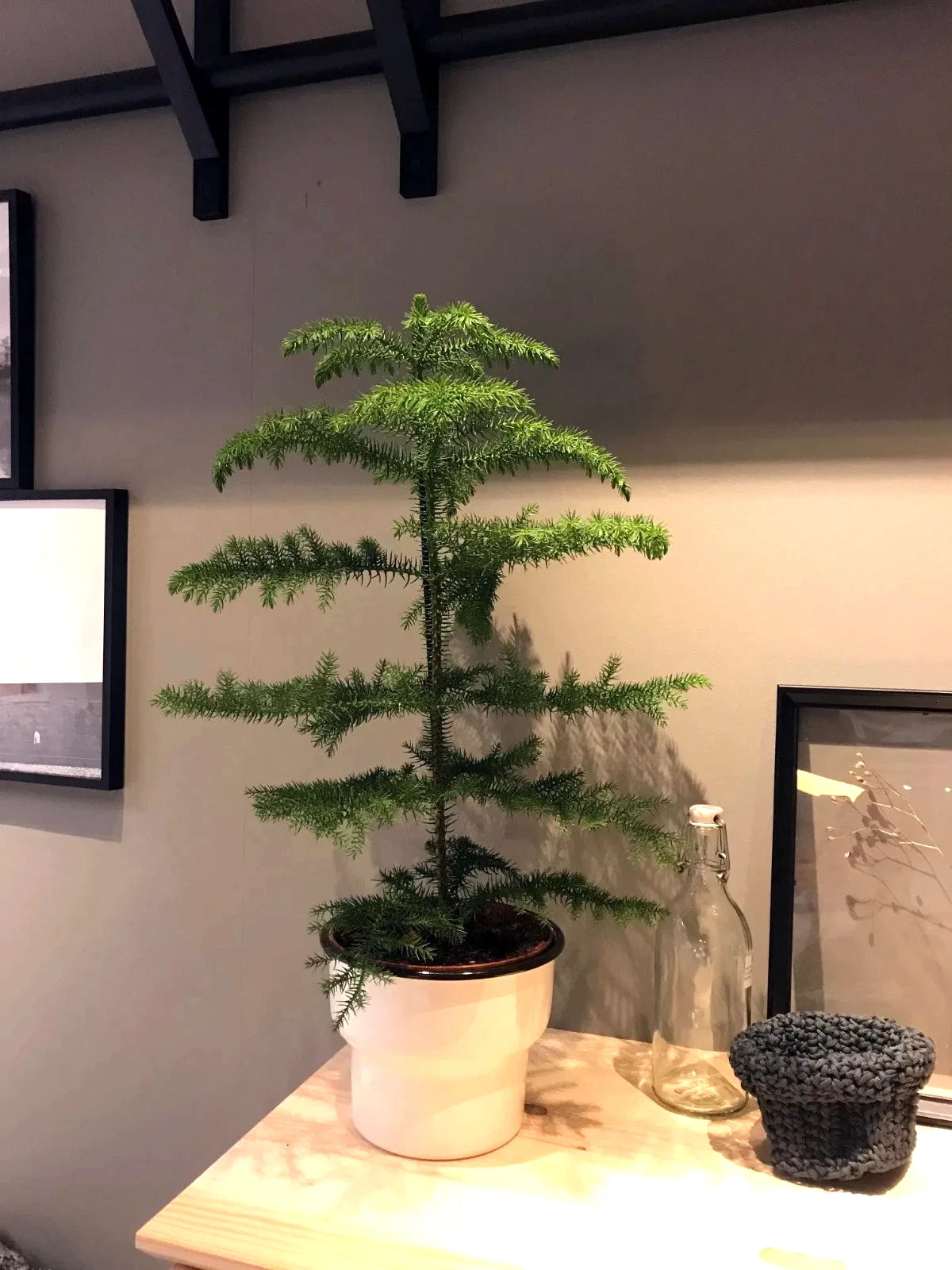 Potted norfolk island pine container plant on a table with a neutral background