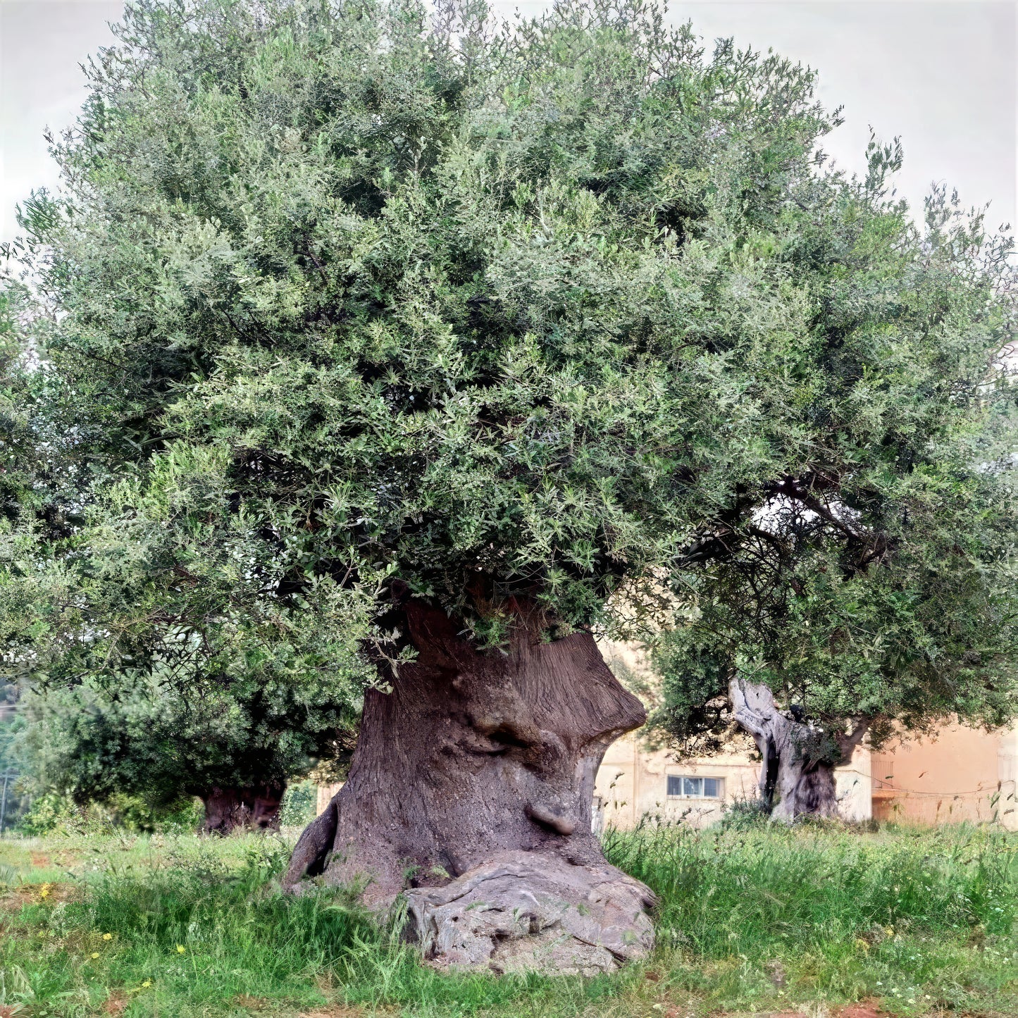 Large Thinking Man Canino olive tree with a thick trunk in a grassy area