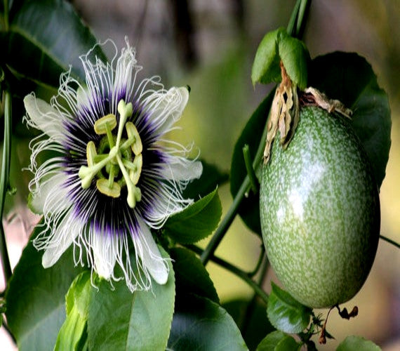 Purple passionfruit flower vine with fruit hanging beside it.