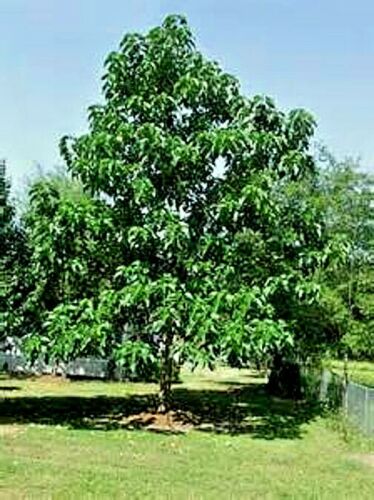 Large Paulownia tomentosa tree with green leaves in a grassy area under a clear blue sky