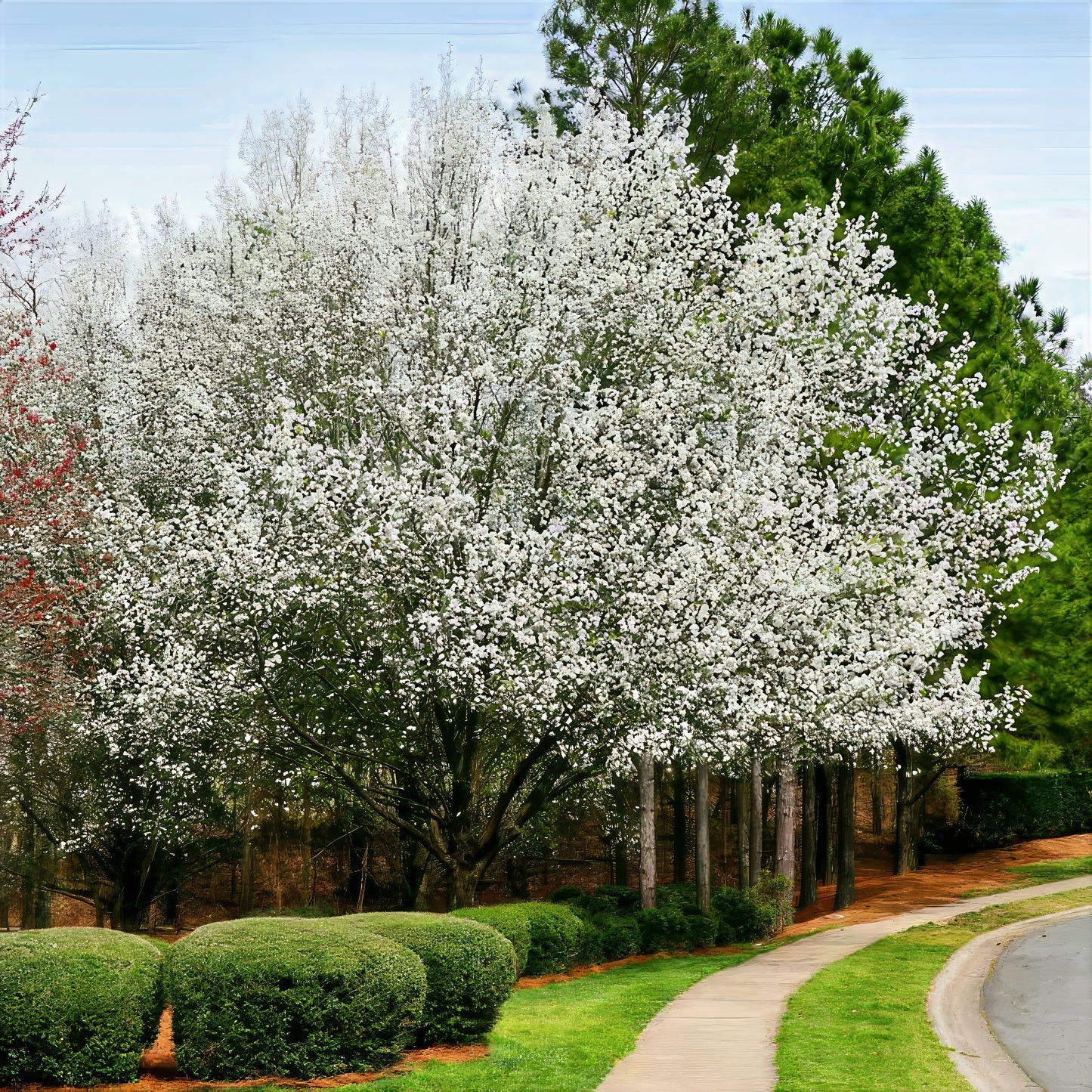European Pear tree with white blossoms in a park-like setting with green grass and a pathway.