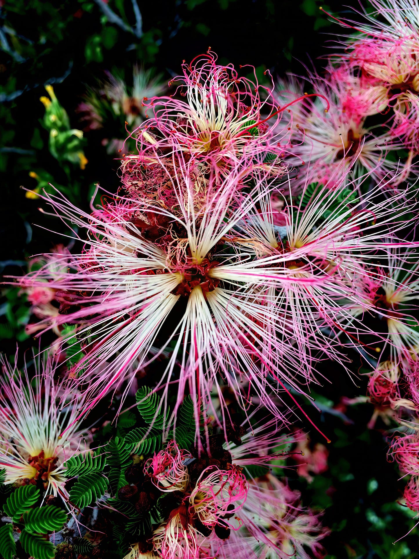 Close-up of a pink Fairy duster flower with a dark background