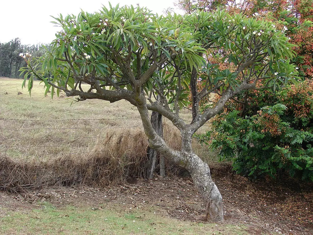 Plumeria rubra Tree with a thick trunk and spreading branches in a natural setting
