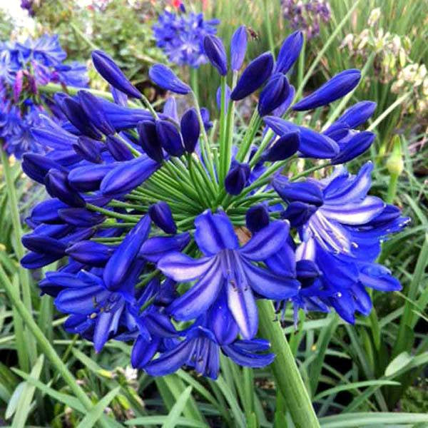 Close-up of blue African lilies with green leaves in a garden setting