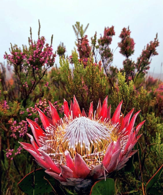 Close-up of a King protea flower with a blurred natural background
