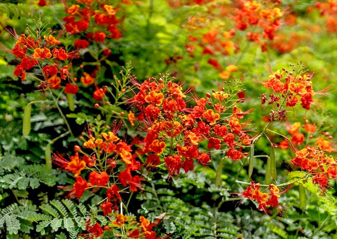 Red and orange red bird of paradise flowers with green leaves in a garden setting