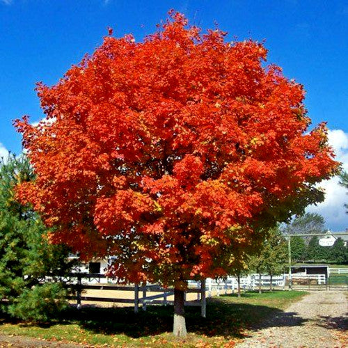 Red Sunset Maple Tree with vibrant red leaves against a blue sky. (Acer rubrum)