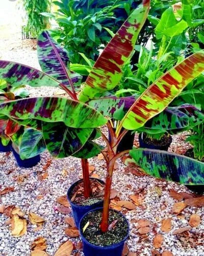Colorful Red Tiger banana tree banana plant in a pot with a garden background